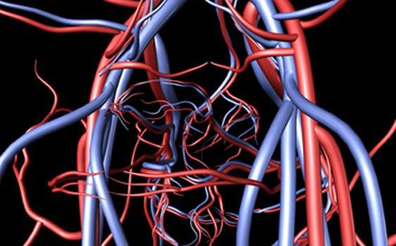 Vcudumuzdaki tm damarlar u uca ekleseniz 19 bin 200 kilometre eder.