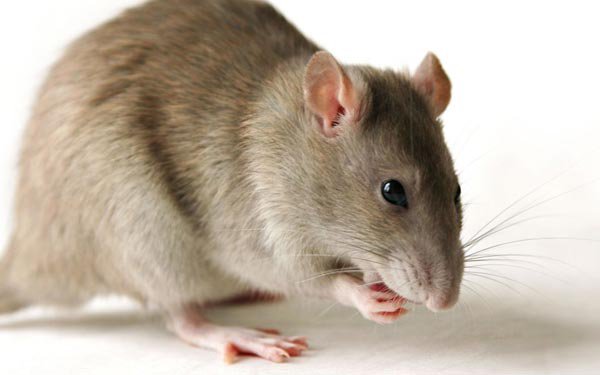 ABD'de fare yakalamak lisans gerektirir.