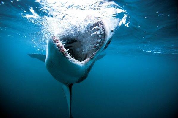 Bir kpekbal 100 milyon damla deniz suyu iindeki bir damla kan hissedebilir.