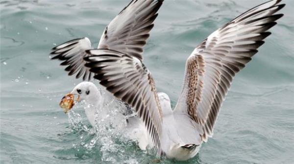 Martlar doada etillerdir. Onlara simit yemeyi reten Trklerdir.