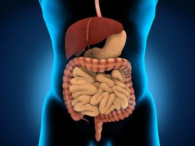 Vcudunuzun ok yal bir yemei sindirmesi 6 saat srerken, karbonhidrat arlkl bir yemei sindirmesi 2 saatte tamamlanr.