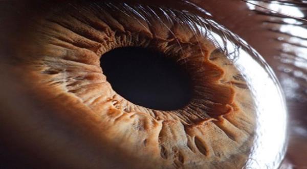 nsan gz 526 megapikseldir. Eer insan gz kadar kaliteli bir fotoraf makinesi olsayd, ekilecek tek bir resmin boyutu 2.5 gb olurdu.