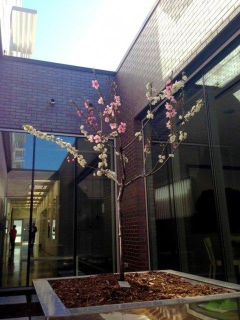 Melez aa, ayn zamanda rengarenk iekleri ile de n plana kyor. New York'ta bulunan bu melez aa zellikle yazlar pembe, krmz ve beyaz gibi etkileyici renkte iekler ayor.