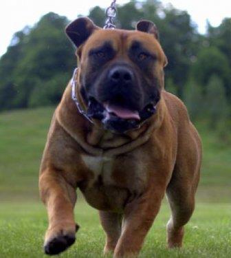 Bebekliinden itibaren sosyalleirse, ok keyifli bir ev kpei olabilecei gibi, koruma igdleri gelimi bir kpek cinsidir. Boerboel, Danimarka'da yasakl kpekler listesindedir.