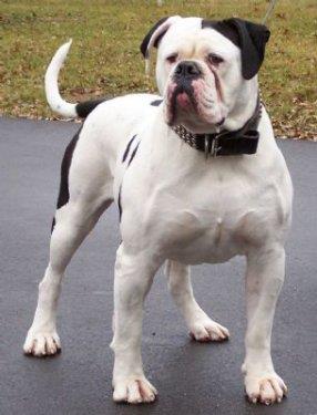 Koruma igdleri ok gl olduu iin, yabanclara ve kpeklere kar sinirli bir tutum ierisinde olabilirler. Ac eikleri fazlasyla yksek olan bu ngiliz asll Amerikan Bulldog'lar, maalesef kt insanlar yznden kt bir isme sahip oldular.