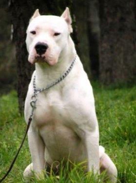 Ama aslnda Dogo Argention rk ailesine ok bal, ok oyuncu ve ok akll oluyorlar. Tm aile fertleriyle iyi anlaabilmesi ile birlikte, en sevdii ey aile fertleri tarafndan kucaklanmak ve plmektir.