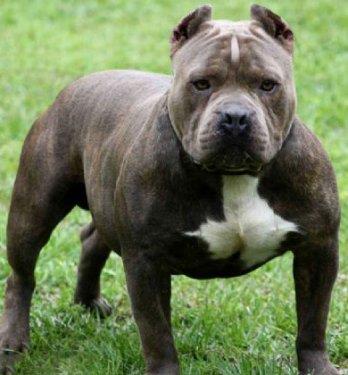 <p>Amerikan Pittbull Terrier:</p> Eski sava kpei kkenli olan Amerikan Pittbull Terrierleri, dmanyla lesiye kapr. Dman lmediyse, o istememitir. ok az bir eitim ile tanmadklarnn iyi veya kt niyetli olup olmadn anlayabilme yetenei edinebilir ve iyi huylu, sakin, sevimli ve itaatkar bir kpek haline gelebilir.
