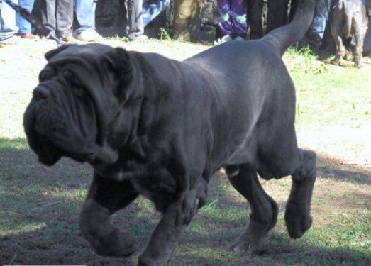 <p>Napoliten Mastiff:</p> Yine ok ciddi grnml, ok iri ama o vahi grntsnn altnda aslnda barl karakterli bir kpek daha. Singapur ve Romanyada yasakl. Kkken sosyalleirse ocuklarla ok iyi anlaabilir ama dier hayvanlarla tek bana braklmas iyi bir fikir olmayabilir. Koruma gds olduka salam ve korkunun ne demek olduunu bilmezler.