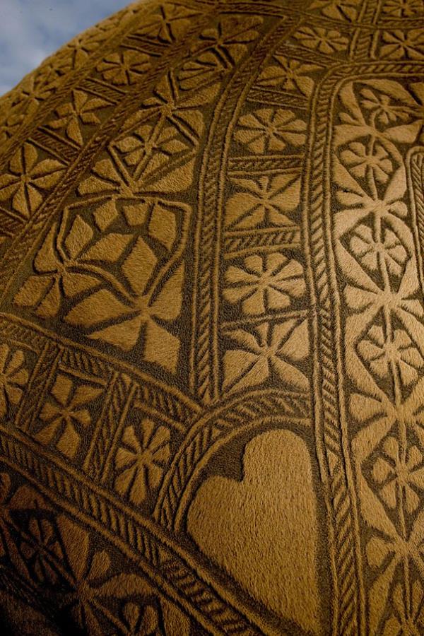 Dvmeyi andran bu motifler, uzun sreli uralar sonucu elde ediliyor.