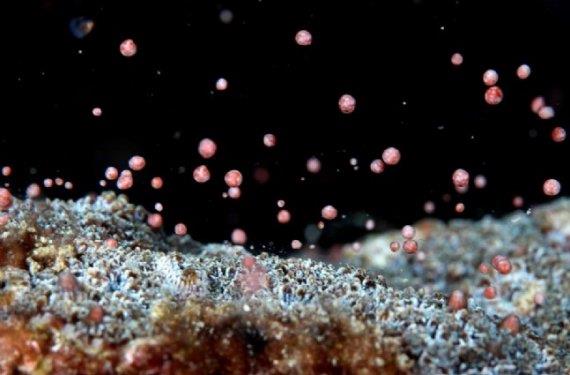 te fotoraflarn objektiflerine taklan muhteem doa kareleri...