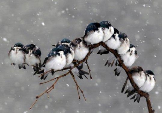 Yaadmz gezegeni paylatmz dier canllar, dnyay daha yaanabilir klan doal gzellikler, enfes manzaralar ve daha fazlas...