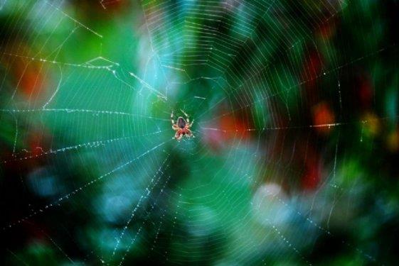 te fotoraflarn objektiflerine taklan muhteem doa kareleri...