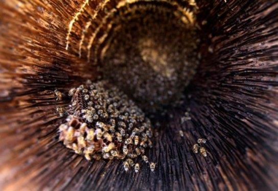 te fotoraflarn objektiflerine taklan muhteem doa kareleri...