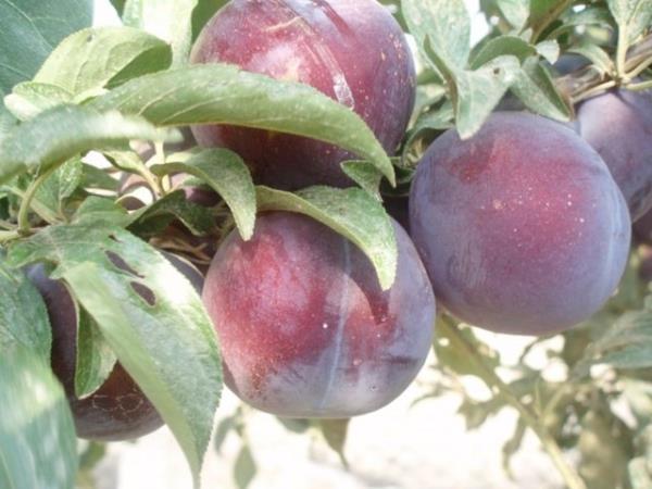 Bu fitokimyasallar (antosiyaninler) oksidatif hasara kar hcreleri korurlar, kanser ve kronik hastalk riskini azaltrlar.