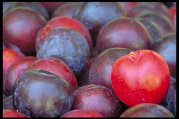 Taze erik, erik kurusundan veya erik suyundan daha fazla C vitamini ierir.