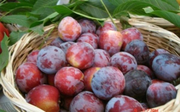 Gs kanser hcrelerini ldrdne dair yaplan almalar vardr. Eriin 1 porsiyonu 2 adettir, sadece 30 kalori ierir.