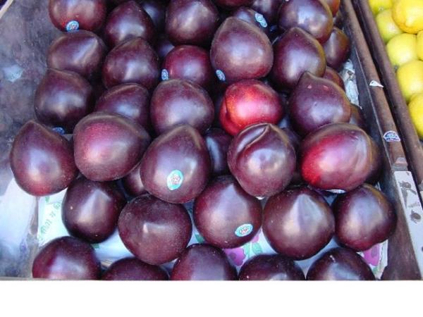 Antioksidan dolu olmas ile Alzheimer geliimini yavalatr.