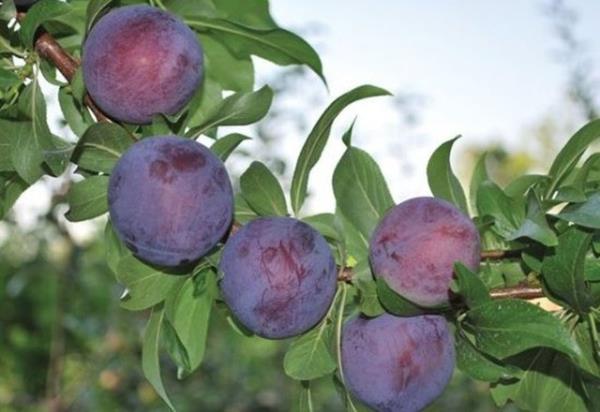 Yksek kan basncn nlemeye yardmc bir mineral olan potasyum (1 orta boy taze erik 113 mg potasyum ierir) kaynadr.