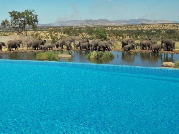 Tanzanya'daki Four Seasons Safari Lodge Serengeti'nin safari temal havuzu.