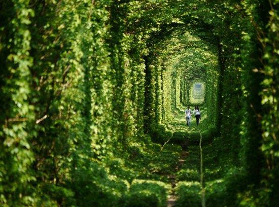 Ukrayna?da bir demir yolunun  kilometrelik blm, muhteem gzelliiyle insanlara kendilerini ryadaym gibi hissettiriyor.