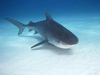 Kaplan kpekbalklar da kpekbalklarnn en ok korkulan trlerinden biri. Keskin, testere gibi dileri bir deniz kaplumbaasnn kabuunu kracak gte. Ve byk beyaz kpekbalklarnn aksine, insanlar srdktan sonra kamyorlar. Bu tr kpekbalklar genellikle p dahil her eyi yedikleri iin 'denizin p sepeti' adyla anlyorlar. Vahi doada 50 yl kadar yaayabiliyorlar.