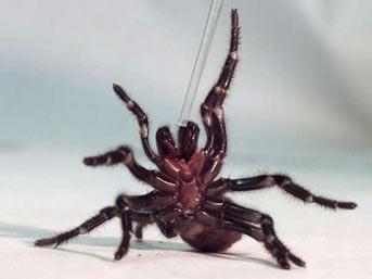 Tarantulalarn dnyann en lmcl hayvanlarndan biri olduu kesindir. Erkek tarantulalarn zehri diilerinkinden ok daha ldrcdr ve insanlar ve memelileri dier hayvanlardan daha ok etkiler.