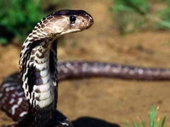 Kobralarn kullanabilecekleri bir sr rktc zellikleri var- tehdit edici bir kafalar, korkutucu tslama sesleri, zehirleri, boylarnn te biri kadar ayaa kalkabilmeleri ve zehir tkrebilmeleri. Kobralarn zehirleri ok ar zehirli olmasa da ok gl srdklar zaman 20 kiiyi ldrecek kapasiteye sahip. Ylanlarn en tehlikeli cinslerinden biri olan Msr kobras, zehri ile yetikin bir fili  saat iinde ldrebilir.