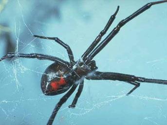 Bu trn en kt hretlisi 'karadul'dur. sminden de anlalaca zere bu rmcek tr karanlkta kalmay sever, kiler ve iftlikler en ok grld yerlerdir. Keye sktrlmad srece saldrgan deildir; ancak sr ile dokularn lmesine yol aar ve at yara ok byk oranda ier. Yarann kesilmesi fayda salayabilir; ok ciddi yaralanmalarda parmaklar ya da eller bile kesilmek zorunda kalabilir.