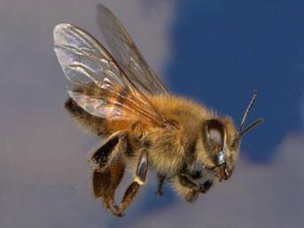 Afrika'dan gelen bak arlar Avrupal bal arlar ile Afrikal arlarn alt rknn karmdr. Genellikle Amerika'nn gneybatsnda bulunurlar. Bu tr arlarn lakab 'katil arlar'dr nk Avrupa'daki bal arlarndan daha saldrgan ve savunmacdrlar.