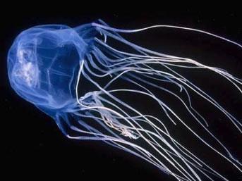 Birok kk ve hassas yrtc hayvan gibi denizanasnn bu tr de avn srp ldrmek zere tasarlanm ldrc gte zehre sahip. smini kare eklinden alan bu denizanasnn yaklak 3 metre uzunluunda ortalama 15 tane uzants vardr. Kendi trndeki dier canllarn aksine deniz akntsyla srklenmek yerine kendi bana suda hareket kabiliyeti vardr. nsanlar yakalad zaman uzantlar ile sarar ve suyun altnda oka girerek boulmalarna ve lmelerine yol aar.