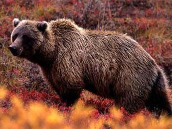 Boz aylar genellikle bir dii ay ile yavrularnn arasna insanlar girdiinde saldrganlarlar ve insanlara zarar verirler. Bir boz ayyla kar karya geldiinizde ondan kaabileceinizi aklnzdan bile geirmeyin. nk bir boz aynn hz saatte 50 kilometreye ulaabilir.