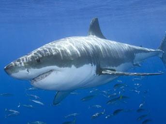 National Geographic'e gre, her yl meydana gelen kpekbal saldrlarnn te biri byk beyaz kpekbal tarafndan gerekletiriliyor. Saldrlarn ou lmcl deil, zira byk beyaz kpekbalklar insan eti tercih etmiyor, sadece tadn merak ettikleri iin saldryorlar, bir nevi lezzet testi.