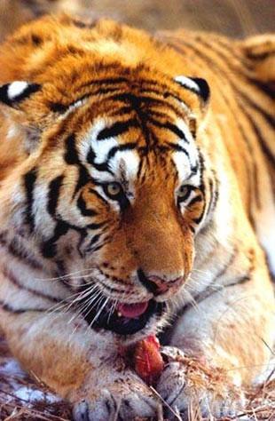 Kedigiller ailesinden olan kaplanlar genellikle yalnz yaarlar ve kendi blgelerinde saldrgan araylara girerler. Biroklar insanlar yalnz brakmay tercih ederler; sadece hastalk ya da yaam alanlarnn tahribat onlarn insanlarn peinden gitmesine yol aar.