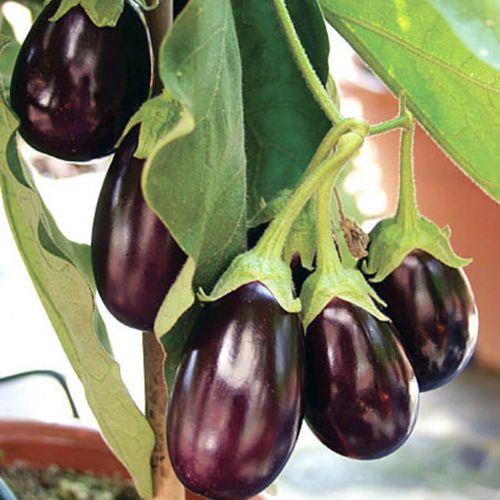 Kanszla iyi geliyor.