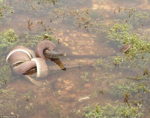 Dev piton ksa srede timsah savunmasz brakarak timsah tek lokmada yuttu.