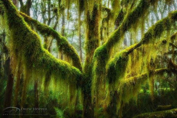 Antarctic Beech trnde bir aga, ABD, Oregon