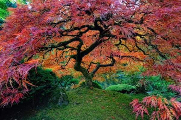 Japon akaaac, ABD Oregon