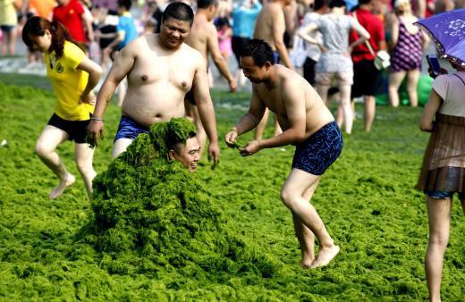 <p><b>Deniz ve kumsal yosunlarla kapland</b></p>    in'in dousundaki Qingdao kenti kumsallaryla nl. Qingdao liman ehri ilgin bir olaya tanklk ediyor; Denizin st ve kumsal tonlarca yosunla kapland, halk yine de plaja gitmekten vazgemedi.