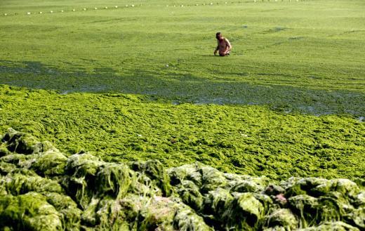 <p><b>Deniz ve kumsal yosunlarla kapland</b></p>    in'in dousundaki Qingdao kenti kumsallaryla nl. Qingdao liman ehri ilgin bir olaya tanklk ediyor; Denizin st ve kumsal tonlarca yosunla kapland, halk yine de plaja gitmekten vazgemedi.