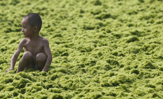 <p><b>Deniz ve kumsal yosunlarla kapland</b></p>    Yine de grevliler sahili yosundan hzlca arndrmak iin alacaklar nk uzun sre orada kalan yosunlar rdnde havaya byk miktarda zehirli gaz salabilirler.