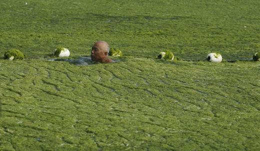 <p><b>Deniz ve kumsal yosunlarla kapland</b></p>    in'in dousundaki Qingdao kenti kumsallaryla nl. Qingdao liman ehri ilgin bir olaya tanklk ediyor; Denizin st ve kumsal tonlarca yosunla kapland, halk yine de plaja gitmekten vazgemedi.