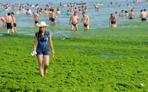 <p><b>Deniz ve kumsal yosunlarla kapland</b></p>    "Enteromorpha prolifera" tr yosun zararl deil. Hatta bu tr yosun magnezyum ve benzeri mineraller asndan zengin olduu iin insan salna faydal olarak biliniyor.