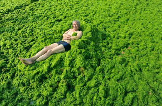 <p><b>Deniz ve kumsal yosunlarla kapland</b></p>    Yetkililer ve bilim adamlar bu olayn sorumlusu olarak kirlilii ve denizlerin snmasn iaret ettiler.