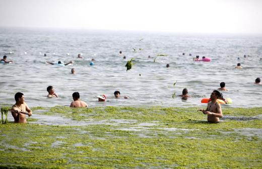 <p><b>Deniz ve kumsal yosunlarla kapland</b></p>    Geen ayn bandan beri kyya toplanan yosunlarn 20 bin tonu getiimiz gnlerde insanlar tarafndan temizlendi. Yine de sahil yosundan arndrlamyor.