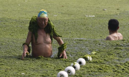 <p><b>Deniz ve kumsal yosunlarla kapland</b></p>    in'in dousundaki Qingdao kenti kumsallaryla nl. Qingdao liman ehri ilgin bir olaya tanklk ediyor; Denizin st ve kumsal tonlarca yosunla kapland, halk yine de plaja gitmekten vazgemedi.