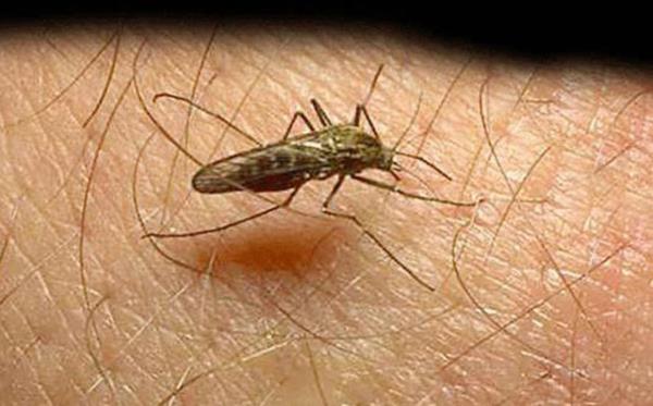 SITMA Yllk  milyona yakn kiinin lmne sebep olan bu hastalk zellikle sivrisinek srmasyla bulayor.