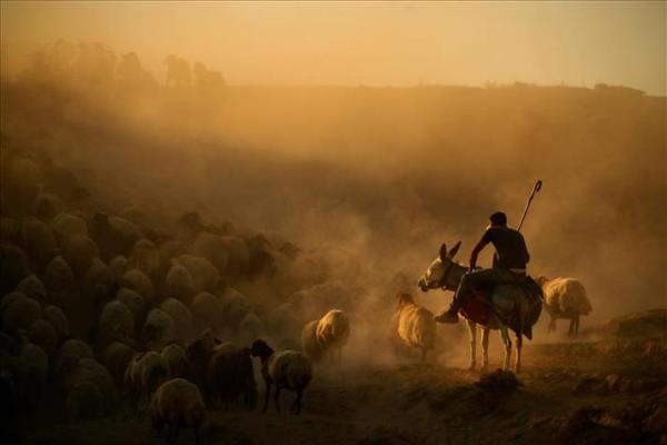 lkbahar aylarnda hayvanlarn otlatmak iin yksek kesimlere kan yaylaclar, hergn binlerce koyunun sam ilemi iin gn batmnda esiz yolculuk gerekletiriyor.