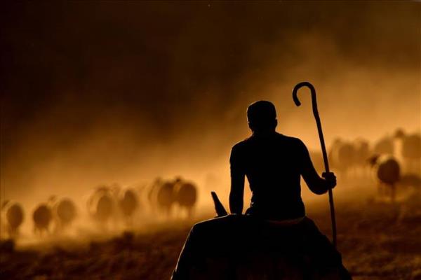 Srler halinde Bitlis'in Tatvan ilesi Kydz kyne getirilen koyunlar, sam ileminin ardndan bir sonraki gn iin tekrar yaylalara doru tozlu bir yolculuk gerekletiriyor. obanlarn eyalarn ykledikleri eekler ise ocuklarn elencesine dnyor.