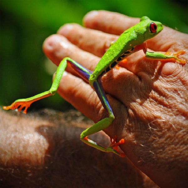 Hayvanlar dnyasndan renkli kurbaalar grenleri kendilerine hayran brakyor.