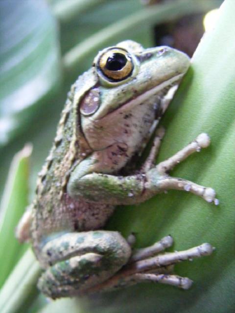 Hayvanlar dnyasndan renkli kurbaalar grenleri kendilerine hayran brakyor.